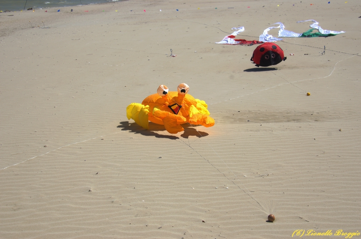 DSC_9811.jpg