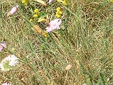 DSCF0016